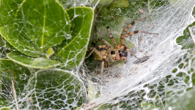 Spider on web, Sangju, South Korea